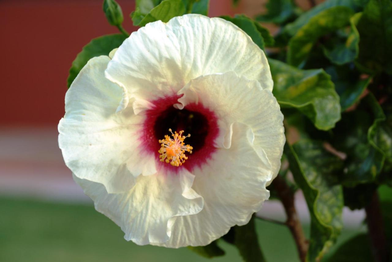 Pousada Dos Hibiscos Beberibe Exterior foto